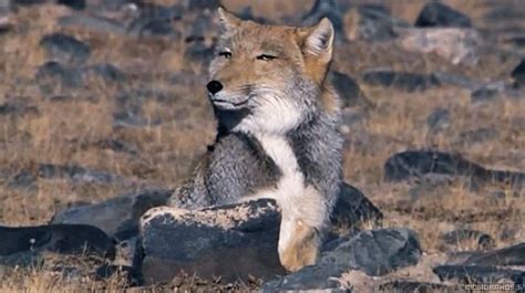 The Tibetan sand fox is found primarily in semi-arid to arid grasslands. It inhabits upland ...