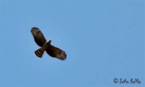 Gavilán Pico de Gancho Aves de Tequixquiac Estado de México