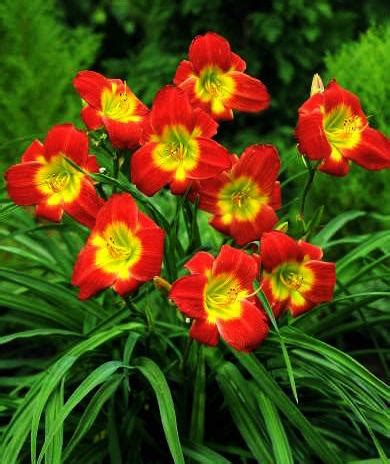 Лилейник Кристмас Из — описание, фото и характеристики сорта