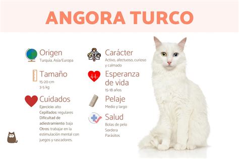 Toda la información del gato angora turco - Características, cuidados y FOTOS