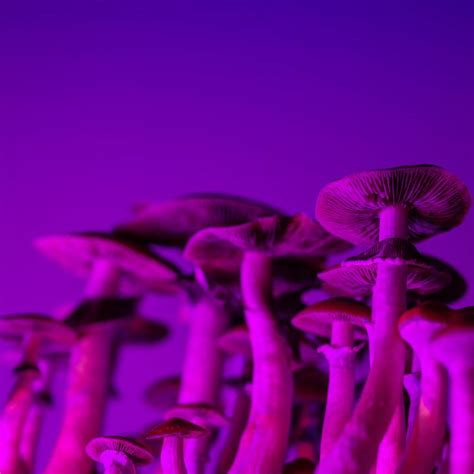 ¿qué Sucede Dentro Del Cerebro De Una Persona Con Toc