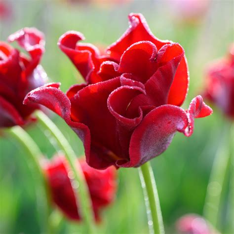 Tulip Red Dress White Flower Farm