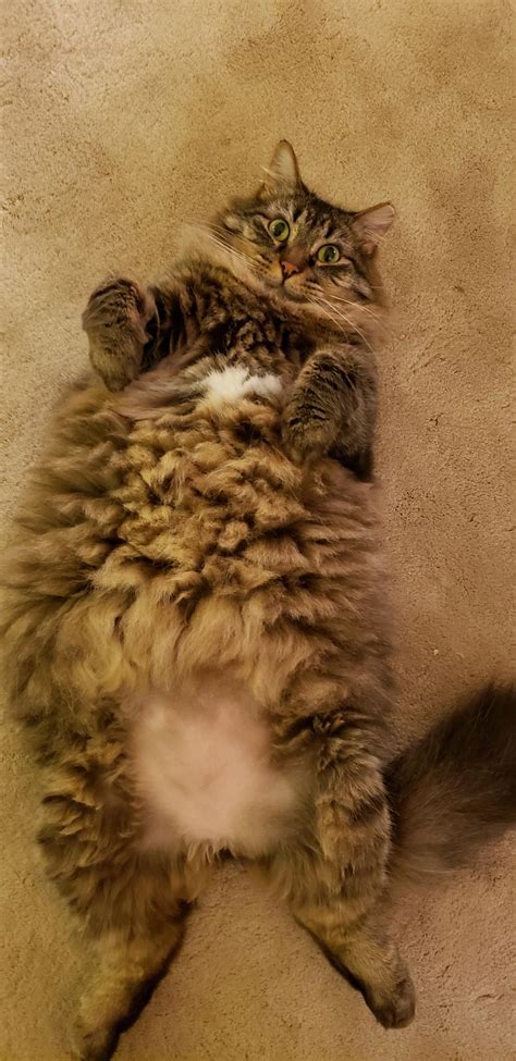 We have a debate raging, is he a heftychonker, or a mega chonker?? : r