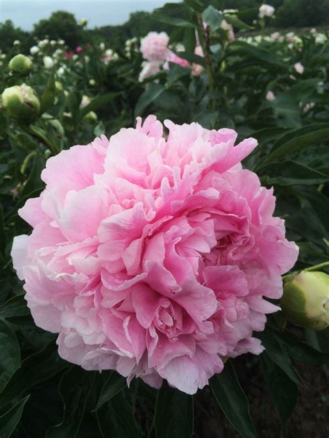 Пион пинк гиант описание - фото