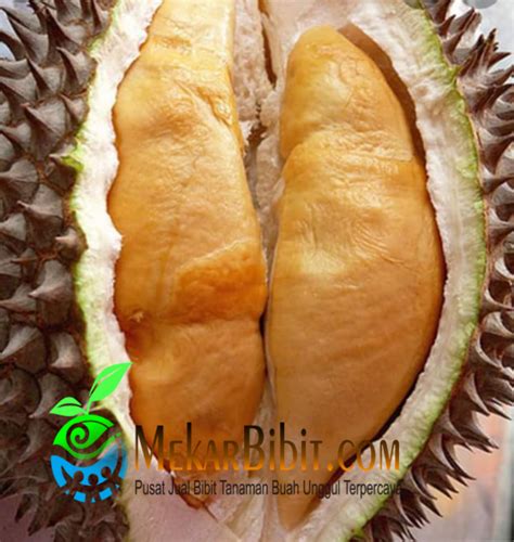 Bibit Durian Udang Merah Mekar Bibit