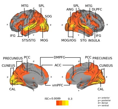 Inter Subject Correlation Isc Of All Participants During The First