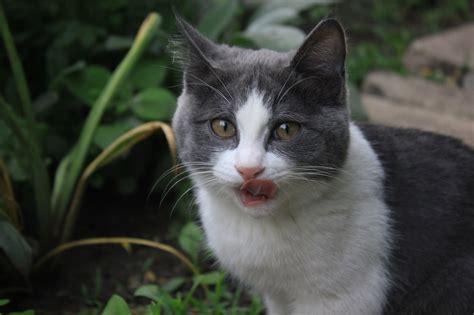 Mais De Imagens Gr Tis De Vagina Peluda E Natureza Pixabay