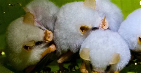 honduran white bat kuriositas