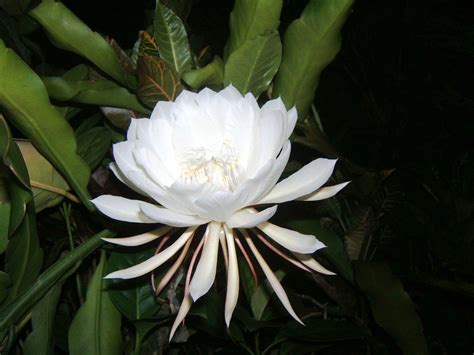 Flor Mais Rara Do Mundo