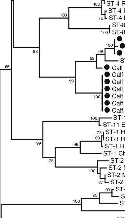 Phylogenetic Tree Of The Ssu Rdna Gene Sequences Of Blastocystis