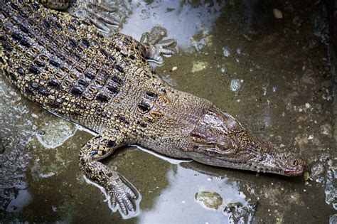 Discover All 18 Types of Crocodiles Found Across the World - A-Z Animals