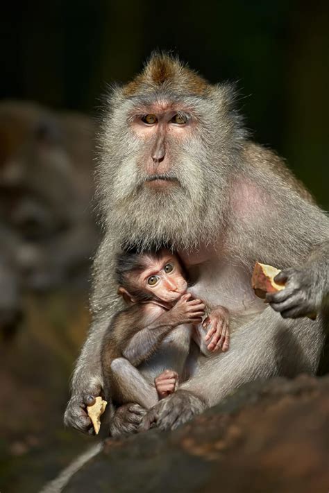 Baby Monkeys Need Their Mothers—Experimenters Punish Them for It | PETA