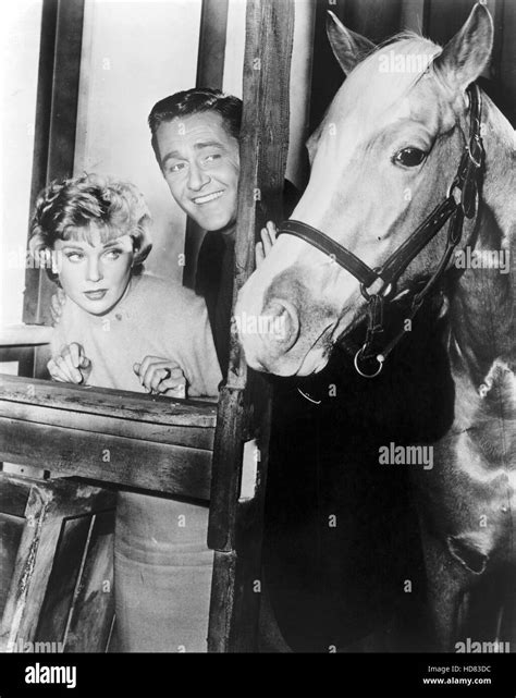 MR. ED, Connie Hines, Alan Young, Mr. Ed, 1961-66 Stock Photo - Alamy