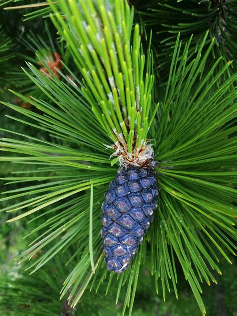 Лятно изкачване на Гоцев връх – първенецът на Славянка | Борис Андонов