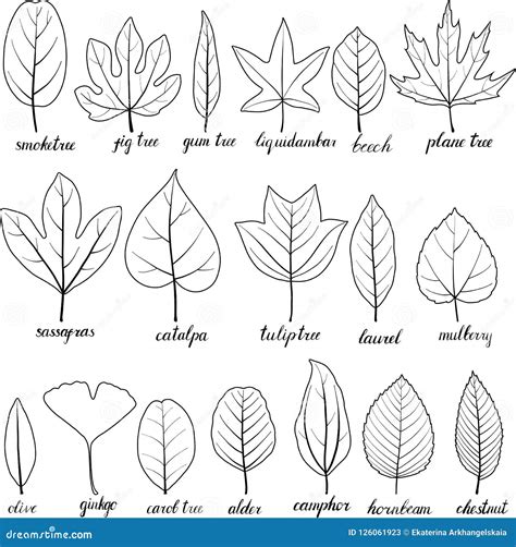 Vector Set Of Tree Leaves Stock Vector Illustration Of Isolated