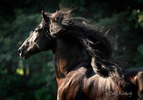 Horse In Motion Horses Horse Photography Beautiful Horses