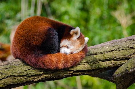 red panda sleeping  tree branch  stock photo