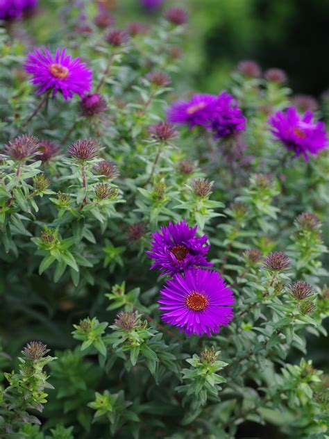 Symphyotrichum Purple Dome The Beth Chatto Gardens