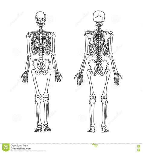 Human Skeleton Diagram Quizlet