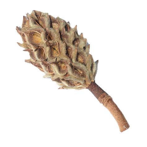 How to Store Magnolia Seeds: Expert Tips for Long-Lasting Viability