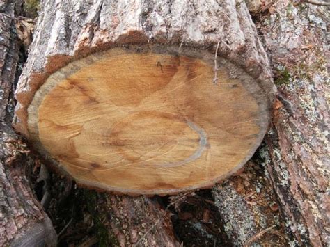 Кругляк дуба (полый, дуб) | Ковалев, Углич | Продам лес кругляк | Palki.ru