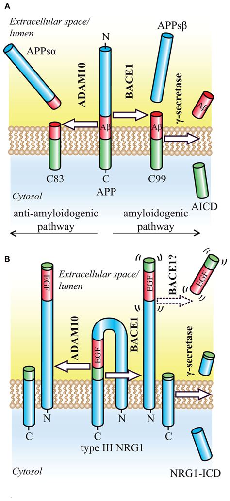 Proteolytic Processing Of The Bace1 Substrates App And Nrg1 A