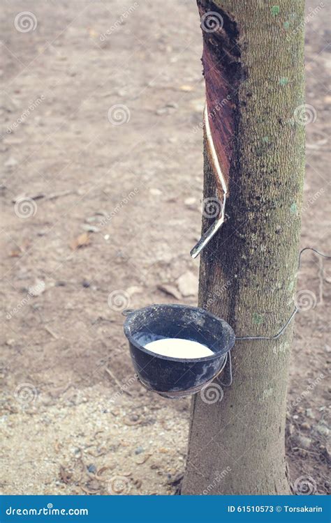 Milky Latex Extracted From Rubber Tree Or A K A Hevea Brasiliensis As