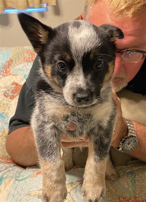 Queensland Heeler Puppies For Sale | Bakersfield, CA #441833