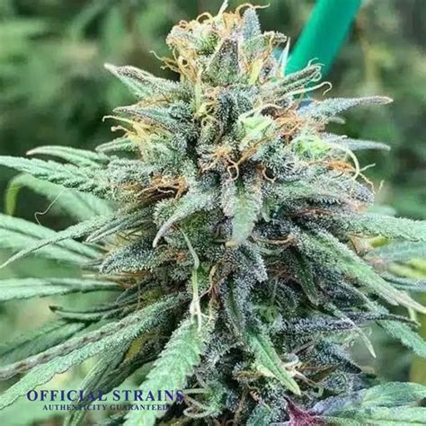 Atf Alaskan Thunder Fuck Automatic Flowering Premium Cannabis Seeds Official Strains