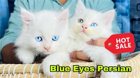 Persian Blue Eyes