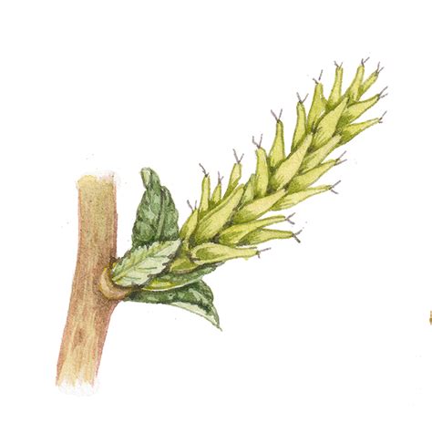 Goat Willow Salix Caprea Pussy Willoow Female Fruit Lizzie Harper