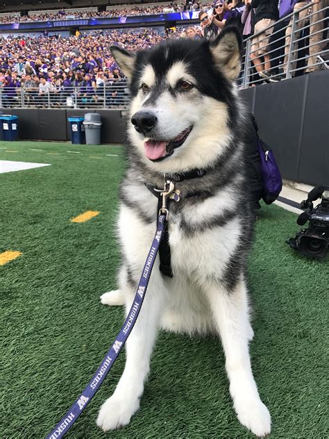 UW Husky mascot 'Dubs' to retire after 2018 football season | KOMO