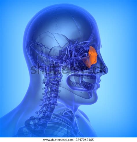 Human Ethmoid Perpendicular Plate Bone Anatomy Stock Illustration 2247062165 Shutterstock