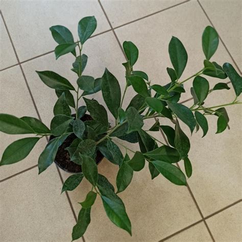 ФИКУС СЛИВОЛИСТНЫЙ горшок-с1 флос | Агрофирма «ФЛОС»