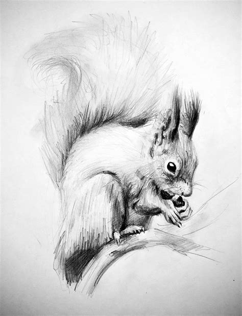 Белка Простым Карандашом Лучшая Фото Подборка