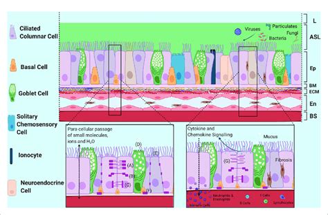 Structural Morphology And Barrier Functions Of The Airway Epithelium Download Scientific