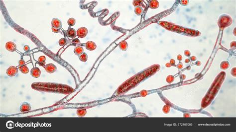 Fungi Trichophyton Mentagrophytes Illustration Showing Macroconidia Branched Conidiophores