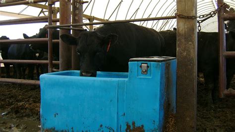 How Do Automatic Waterers For Livestock Work