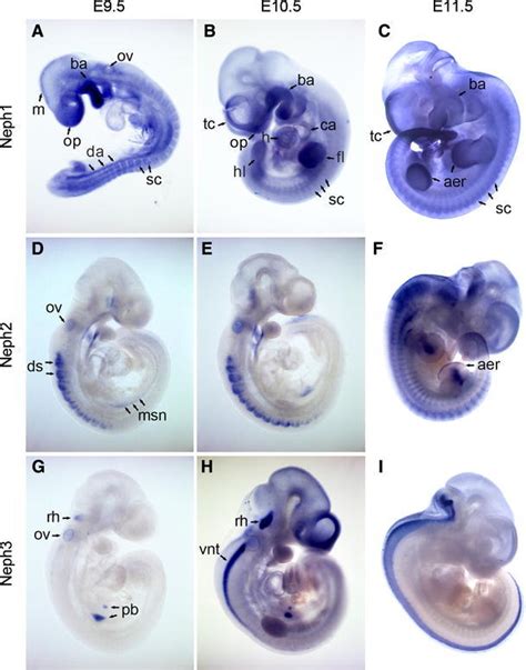 Whole Mount In Situ Hybridization Analysis Of Neph1 Ac Neph2 Df