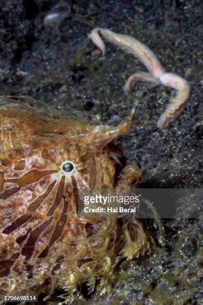 105 Frogfish Lure Stock Photos, High-Res Pictures, and Images - Getty