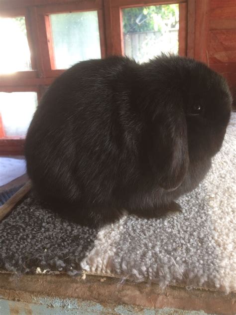 Baby Black Mini Lop Doe Bunny Mom Lop Eared Bunny Mini Lop