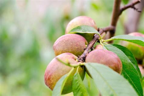 Peach Fruit Nectarine On A Tree Branch Ripe Juicy Nectarine Stock