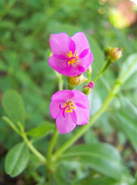 West African Plants A Photo Guide Talinum Triangulare Jacq Willd