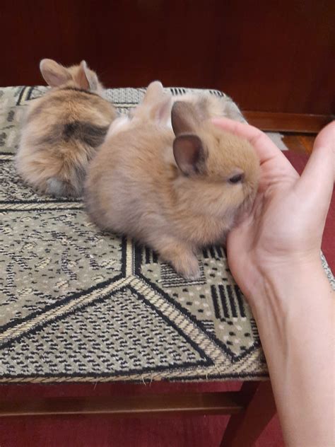 Декоративні карликові міні кролики: 400 грн. - Інші тварини Львів на Olx