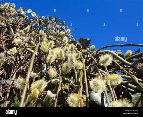 Pussy Willow Tree Branches With Catkins Against Blue Sky Stock Photo Alamy