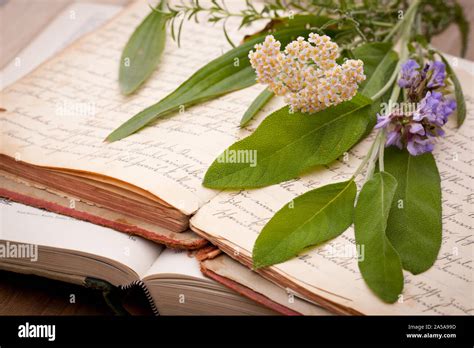 Plants Identification Hi Res Stock Photography And Images Alamy