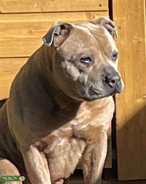 Fawn Blue Staffordshire Bull Terrier Stud Stud Dog Manchester