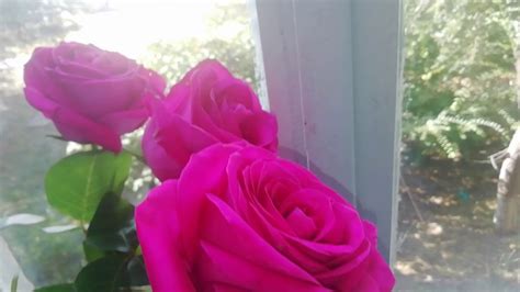 Влог. Покупки с озон. Розовые розы - YouTube