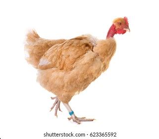 Naked Neck Chicken Images Stock Photos Vectors Shutterstock