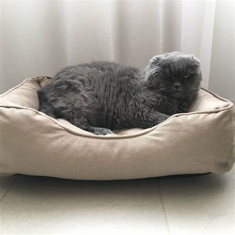 «Бегемотъ» — зоотовари преміум класу за доступною ціною